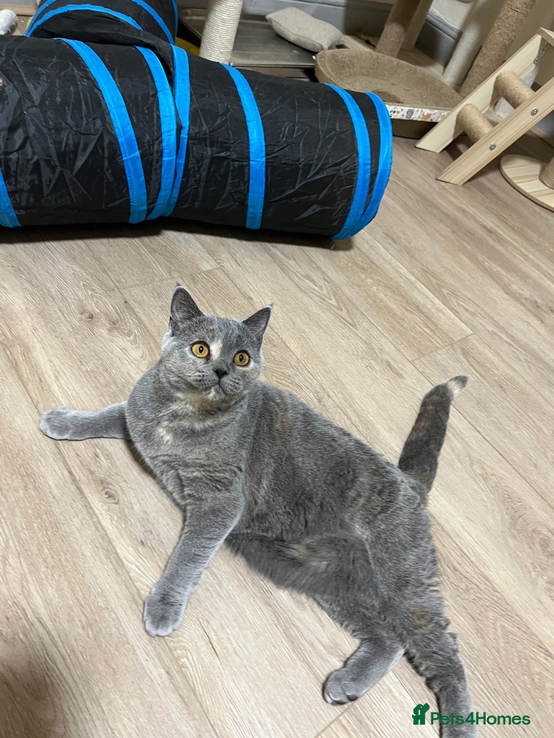 British Shorthair cats for sale: Adorable GCCF registered BSH kittens - Image 14