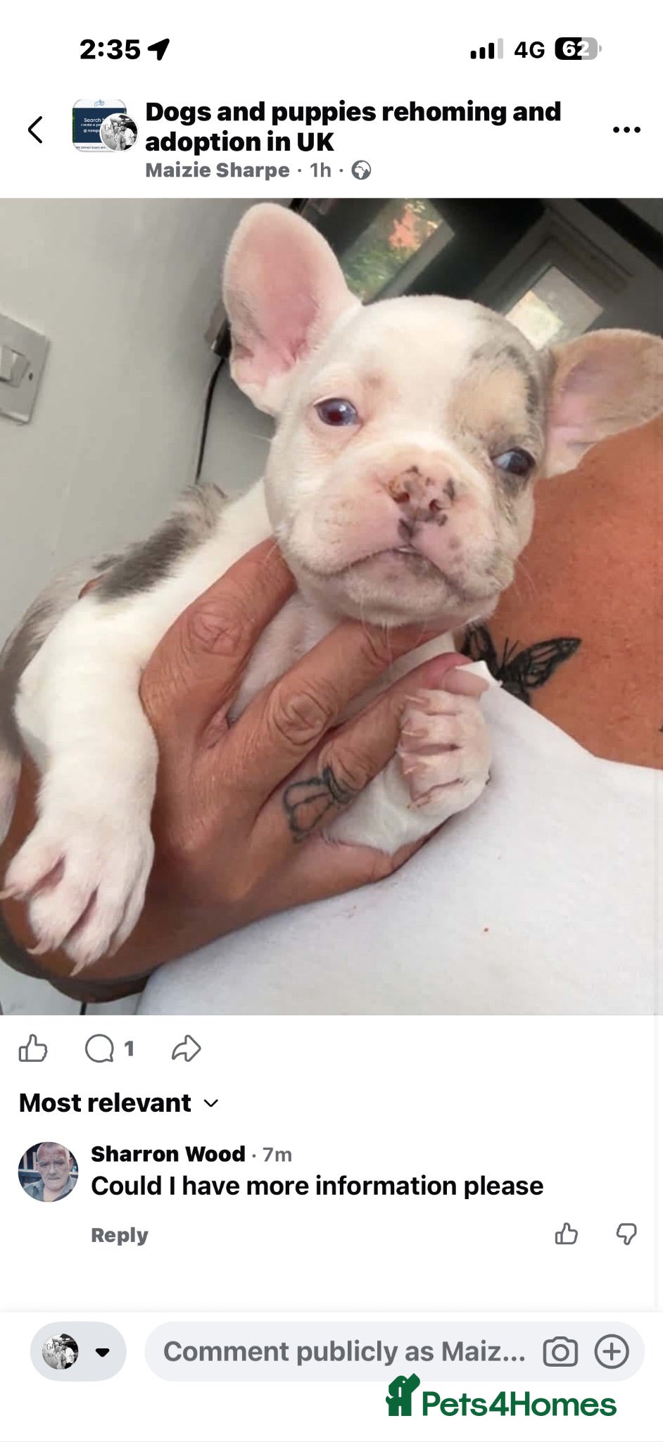 French Bulldog dogs Female frenchie  - Advert 3