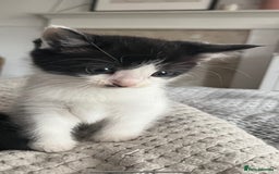 Ragdoll cats for sale: Ragdoll mix kittens  - Image 1