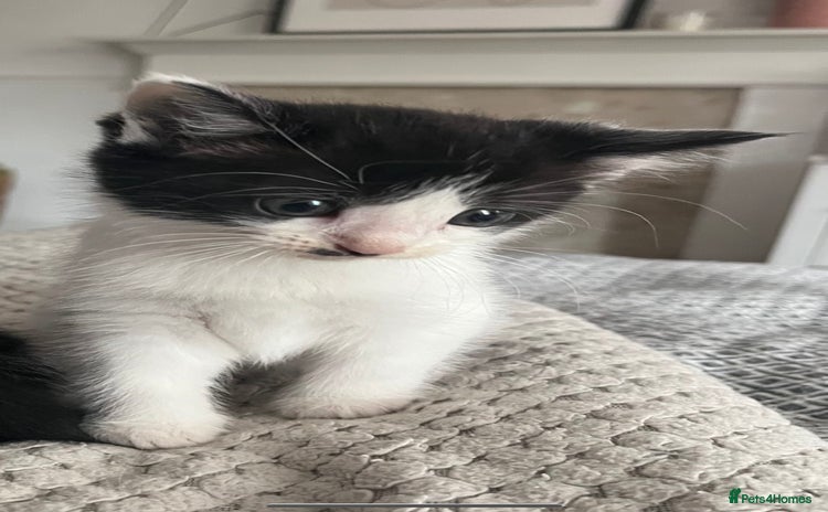 Ragdoll cats - Advert 7