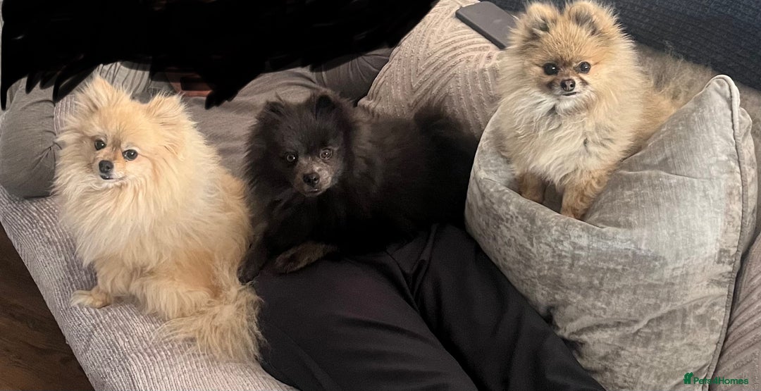 Pomeranian dogs for sale: Coco  - Advert 3