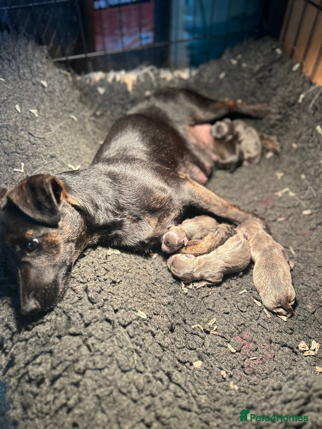 Jack Russell dogs for sale: Blue & Black Brindle Jack Russells - Image 39