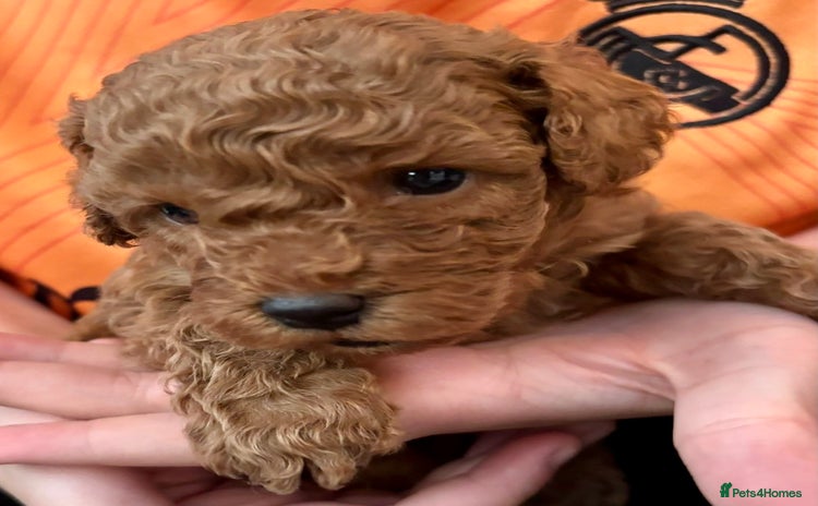 Cavapoo dogs - Advert 8