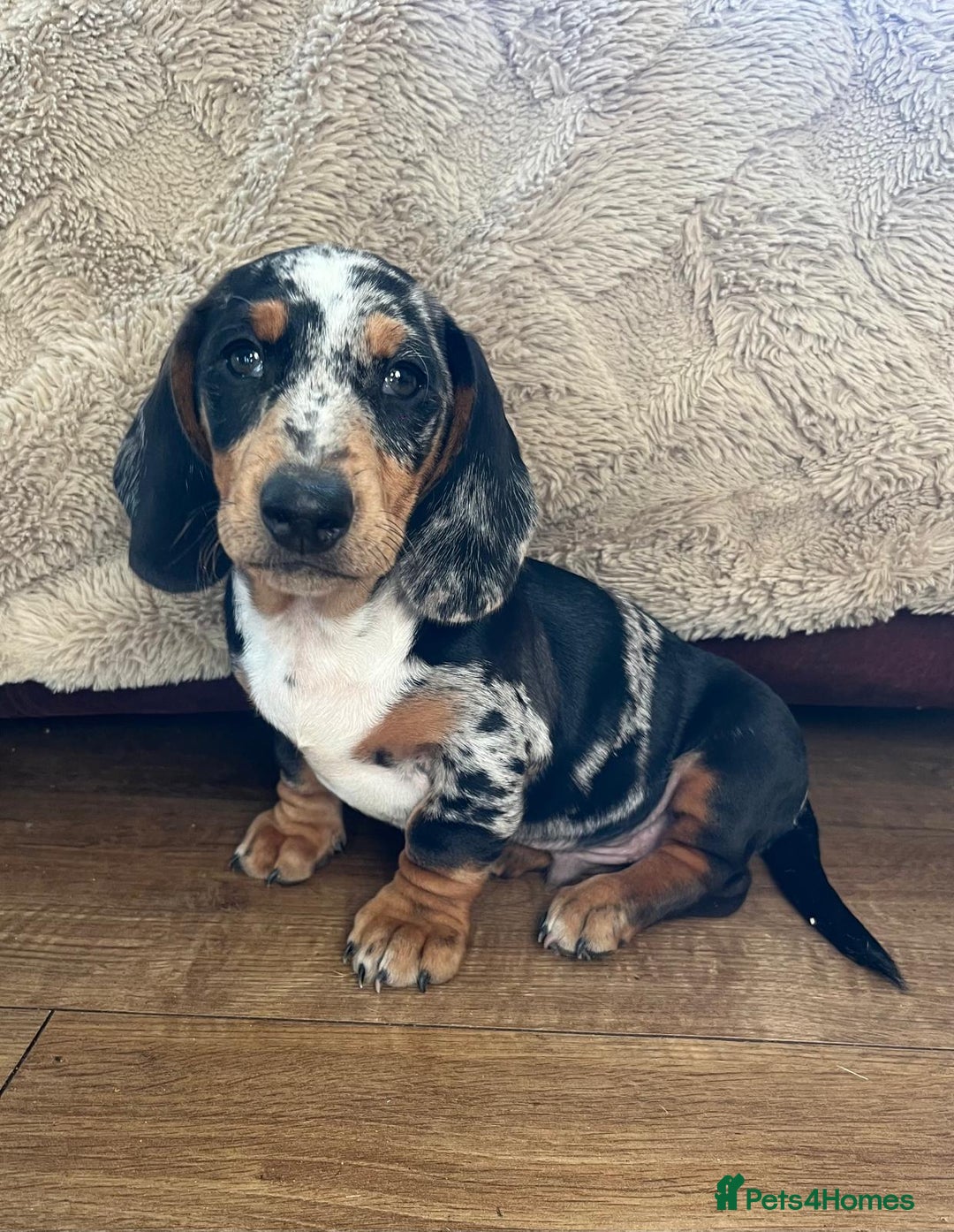 Miniature Dachshund dogs for sale: Stunning KC Registered Miniature Dashound  - Advert 1