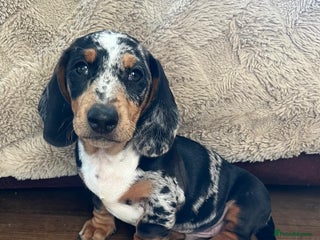 Miniature Dachshund dogs Stunning KC Registered Miniature Dashound - Advert 1