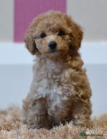 Miniature Poodle dogs - Advert 4