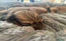 Miniature Dachshund dogs for sale: English Cream KC Reg PRA Clear Mini Dachshund  - Advert 29