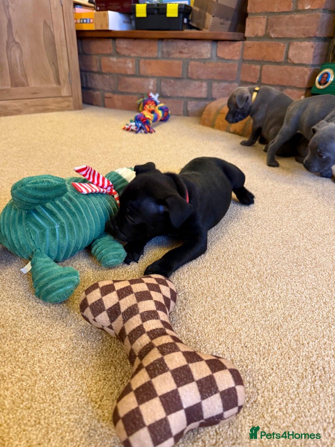 Staffordshire Bull Terrier dogs for sale: Health Tested Clear Staffordshire Bull Terrier's - Advert 15