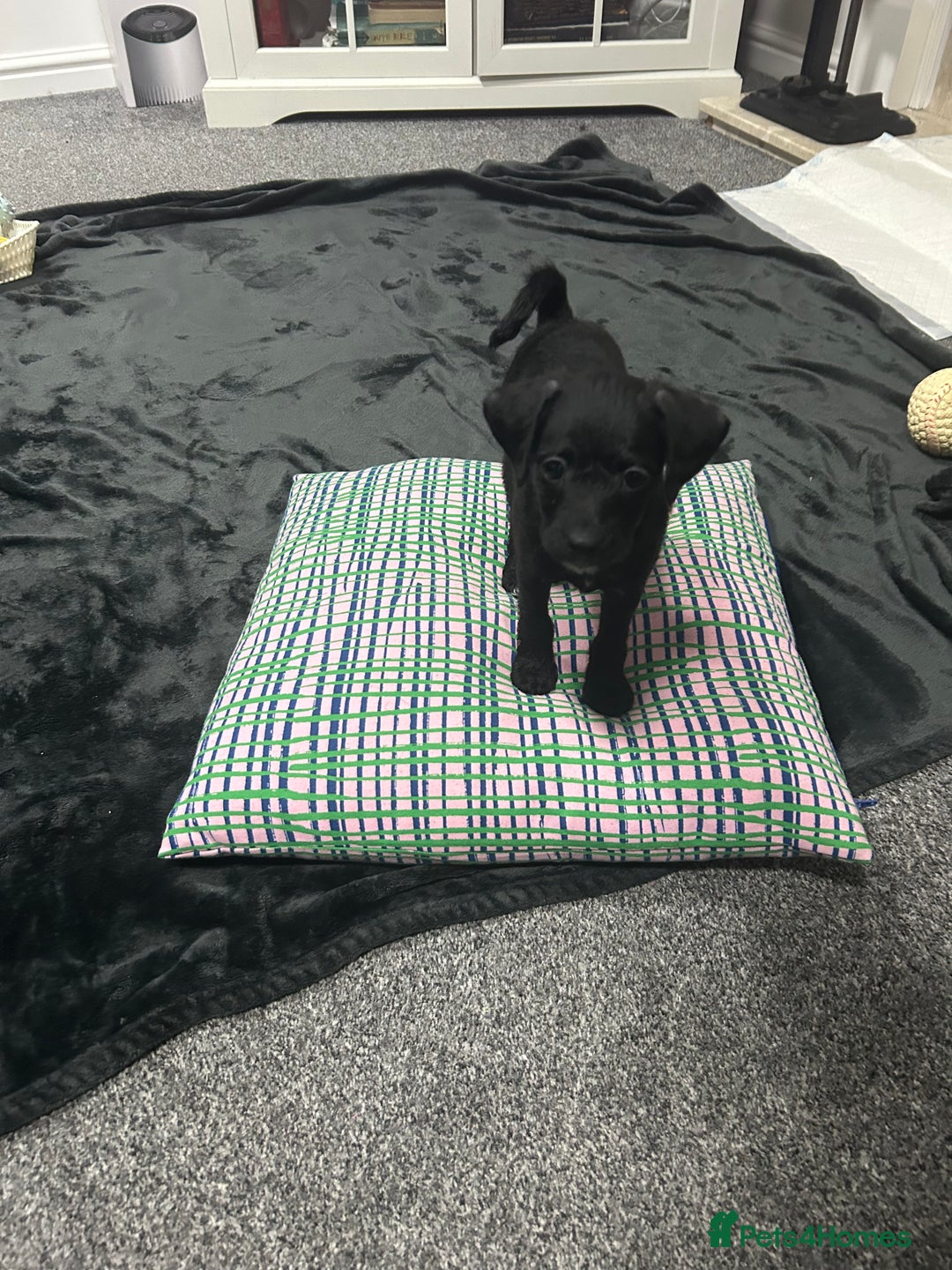 Chipoo dogs for sale: Chipoo Rehome (chihuahua x mini poodle) - Advert 3