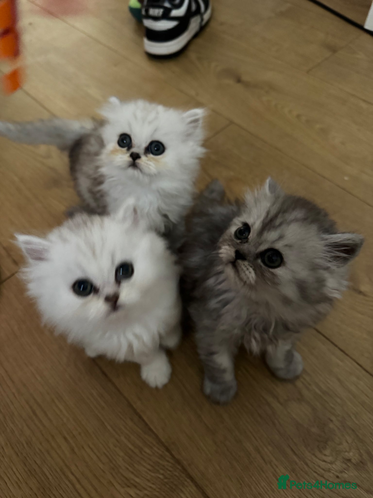Persian cats Persian chinchilla pure kittens for sale  - Advert 8