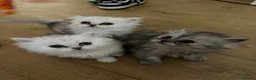 Persian cats for sale: Persian chinchilla pure kittens for sale  in Eastleigh - Advert 1