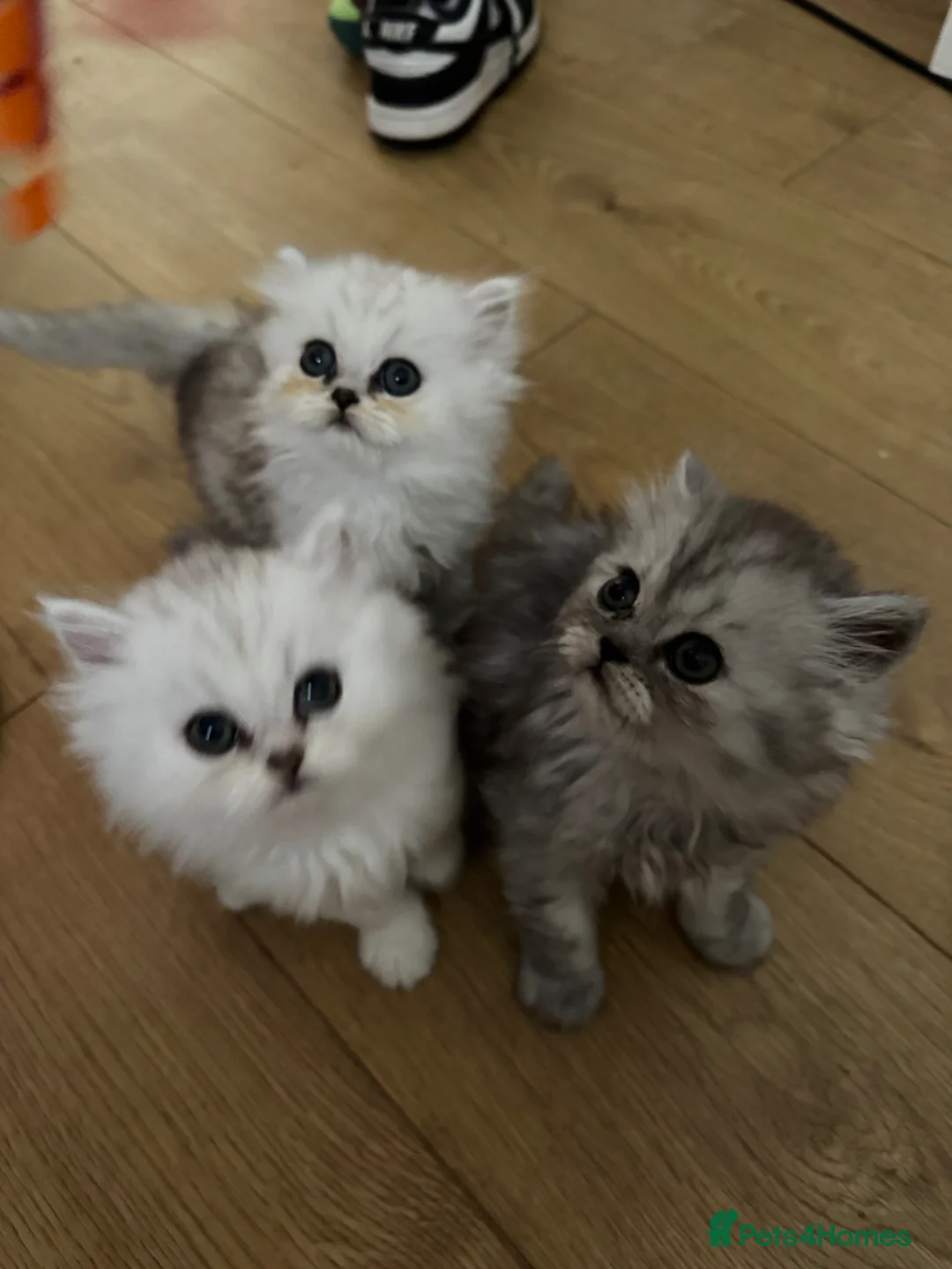 Persian cats for sale: Persian chinchilla pure kittens for sale  in Eastleigh - Advert 1