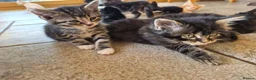 Mixed Breed cats for sale: Kittens, kittens, kittens!!!!!! - Advert 17