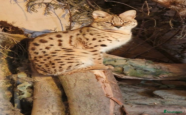 Savannah cats - Advert 1