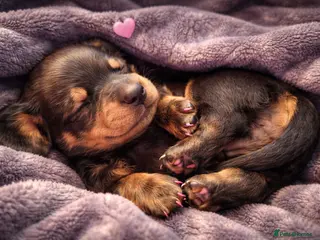 Miniature Dachshund dogs Beautiful mini dashunds - Advert 1