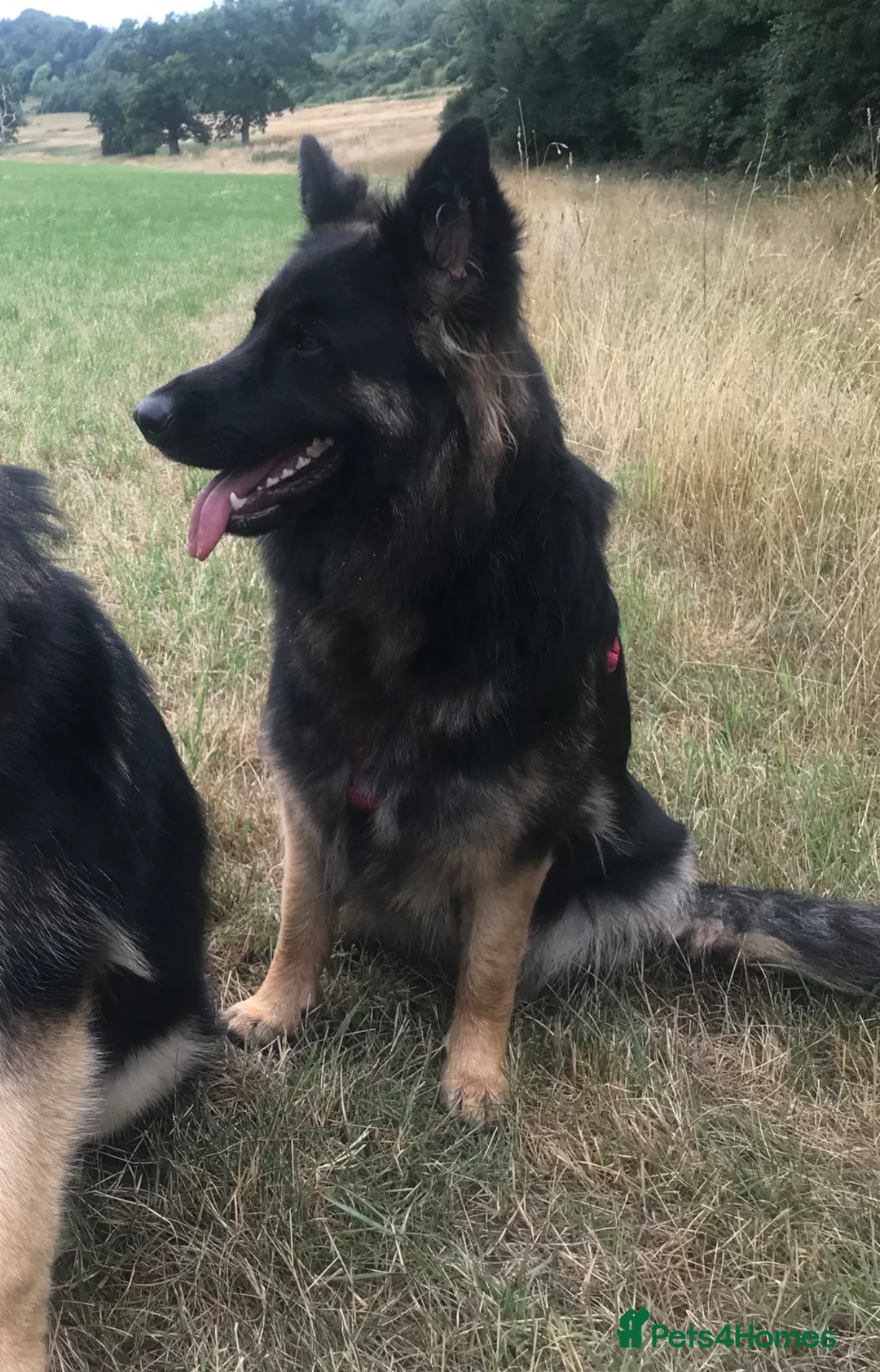 German Shepherd dogs for sale: German Shepherd pups - Advert 10