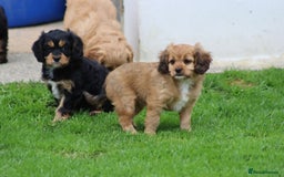 Cavapoo dogs for sale: F1 Cavapoo puppies for sale - Image 32
