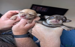 Chihuahua dogs for sale: EXCELLENT BLOODLINE SMOOTHCOAT CHIHUAHUA PUPPIES - Image 17
