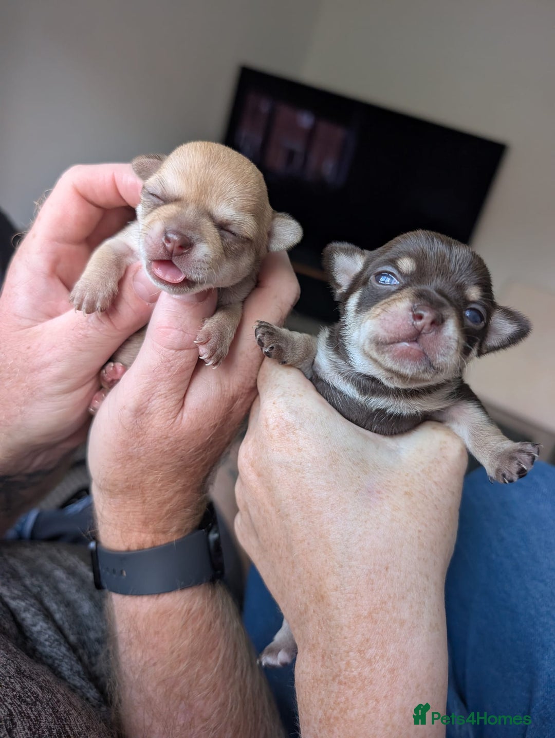 Chihuahua dogs for sale: EXCELLENT BLOODLINE SMOOTHCOAT CHIHUAHUA PUPPIES - Image 17