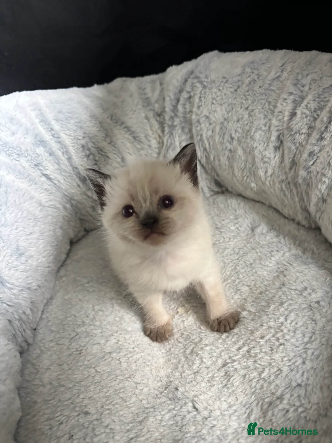 Mixed Breed cats for sale: Cute kittens - Advert 2