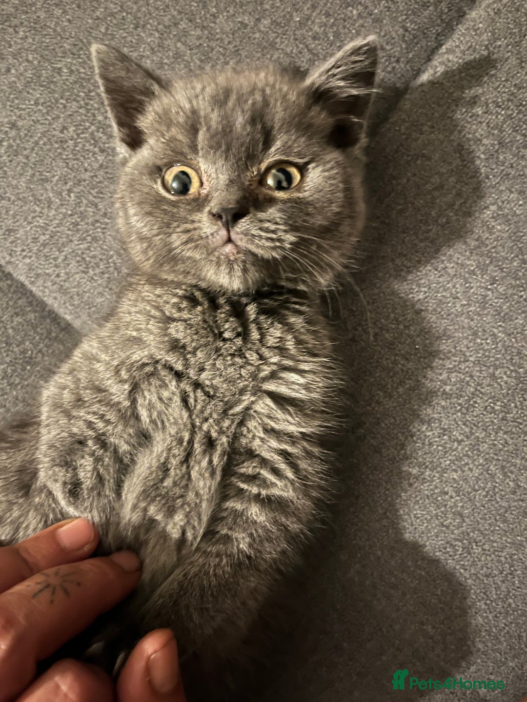 British Shorthair cats for sale: Male British shorthair kitten  - Image 20