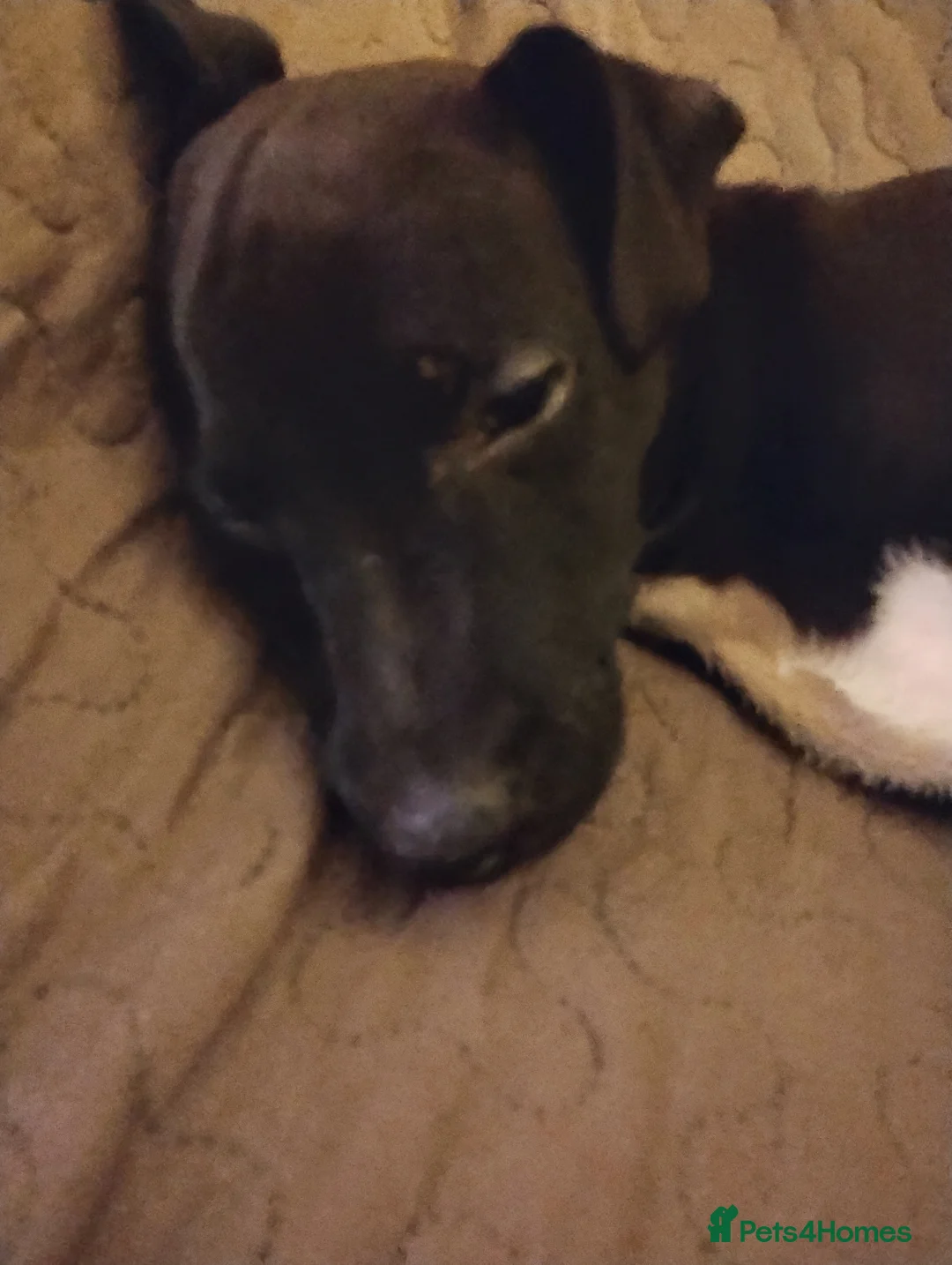 Mixed Breed dogs for sale: Woorier Pup  - Advert 5