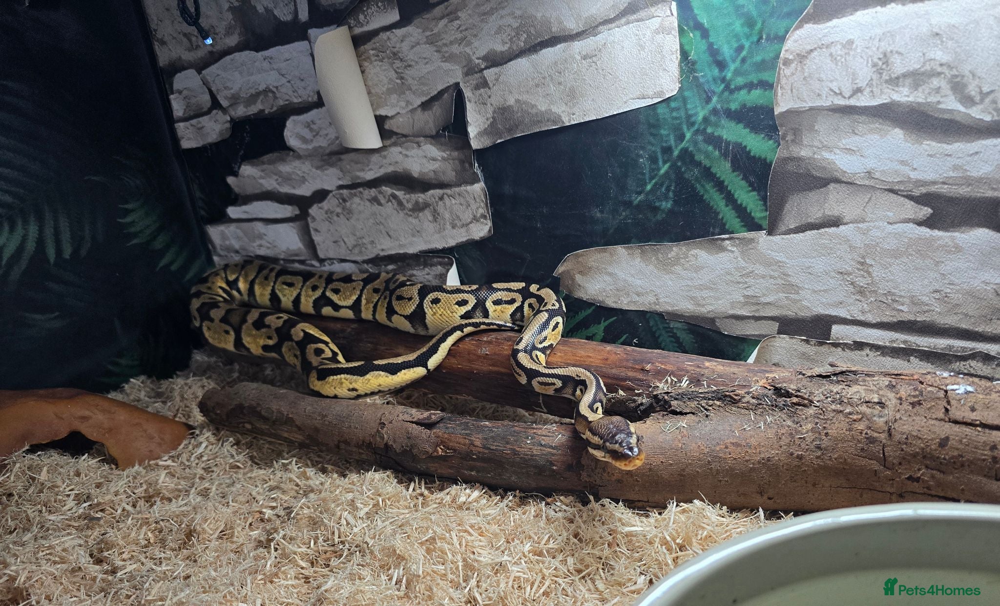 Boa Snake reptiles Male royal python for sale - Advert 10