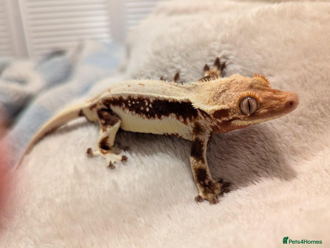 Gecko reptiles for sale: Red lilly white and tricolour crested gecko - Advert 3