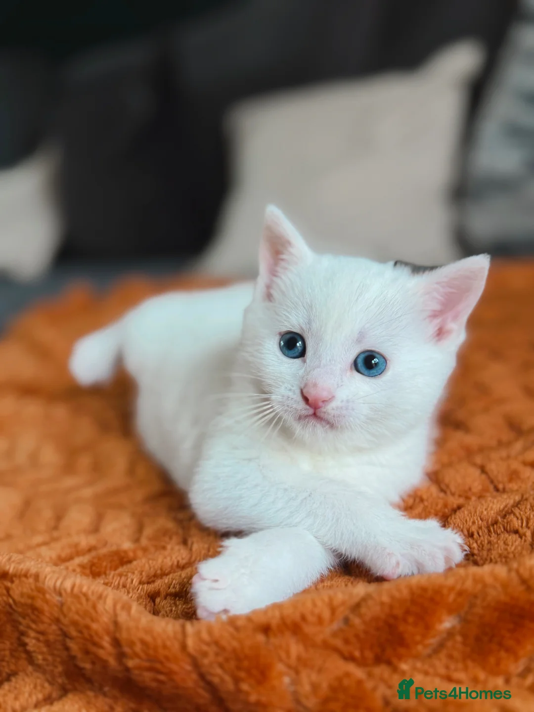 Mixed Breed cats for sale: Pair of kittens looking for their forever home  - Advert 3