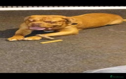 Dogue De Bordeaux dogs for sale: Dogue De Bordeaux puppies - Advert 9