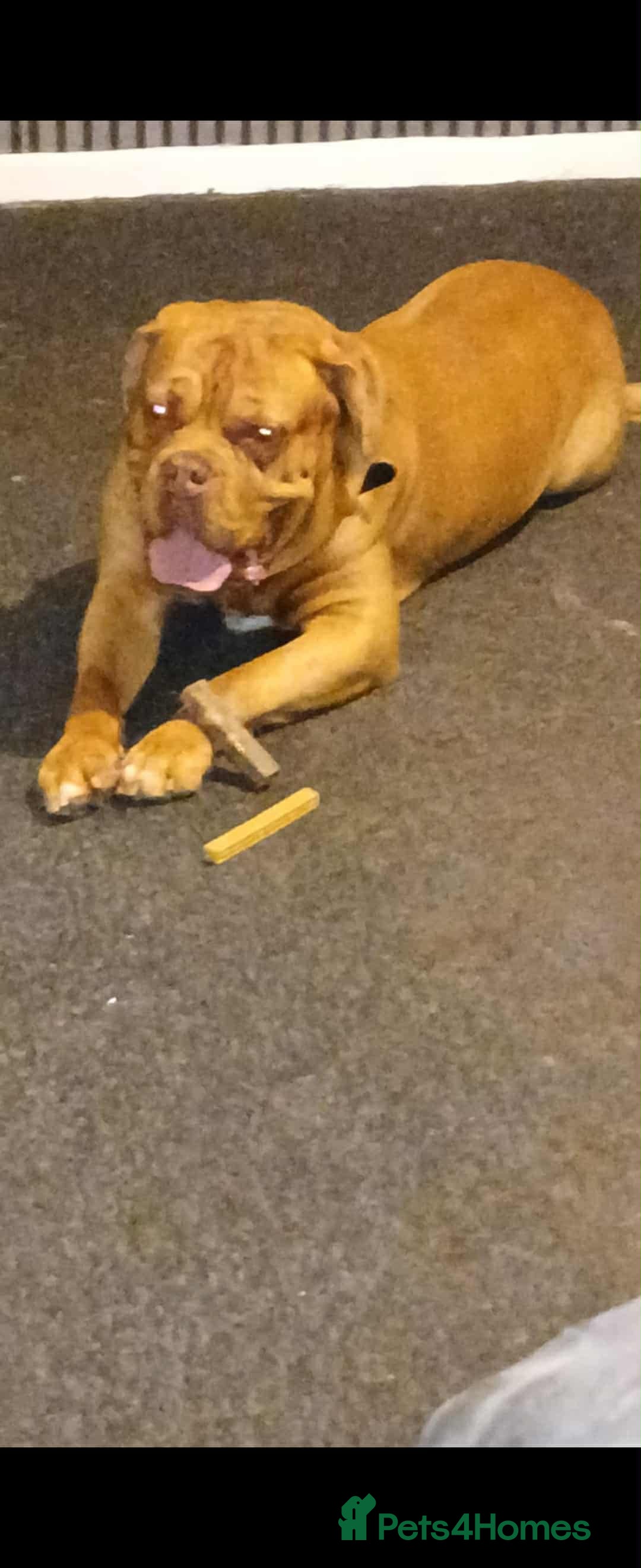 Dogue De Bordeaux dogs for sale: Dogue De Bordeaux puppies - Advert 9