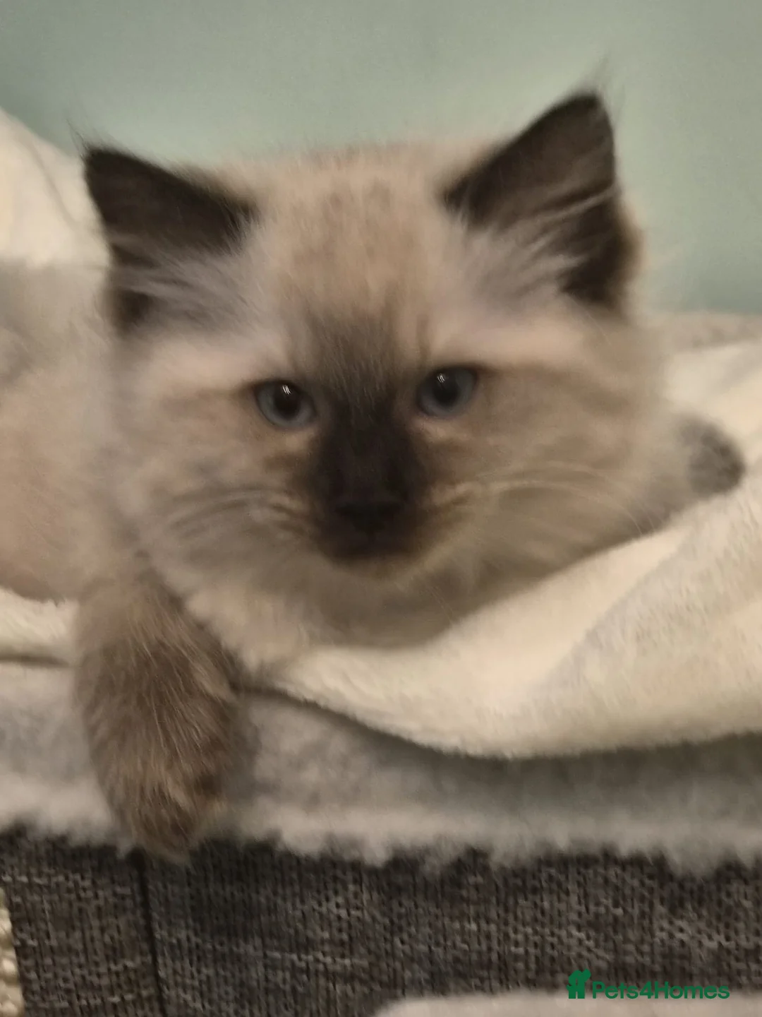 Ragdoll cats for sale: Ragdoll kittens  - Advert 1