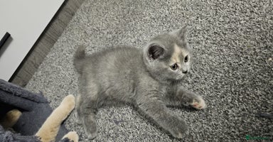 British Shorthair cats - Advert 14