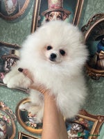 Pomeranian dogs - Advert 3