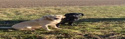 Labrador Retriever dogs for sale: Lovely and Lively Labrador Puppies for sale - Advert 3