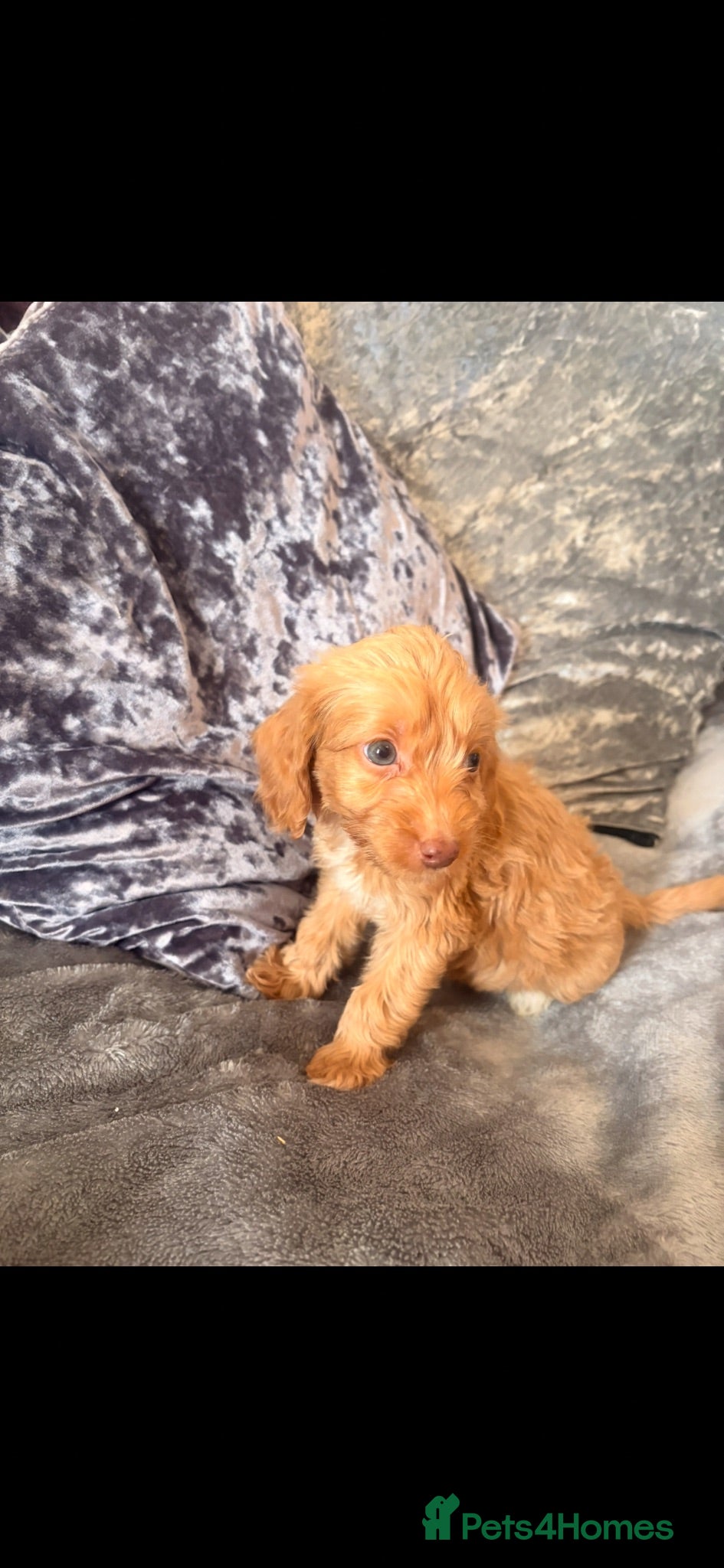 Cockapoo dogs 3x left - 11-8-26 Cockapoo puppies - for new 🏠  - Advert 2