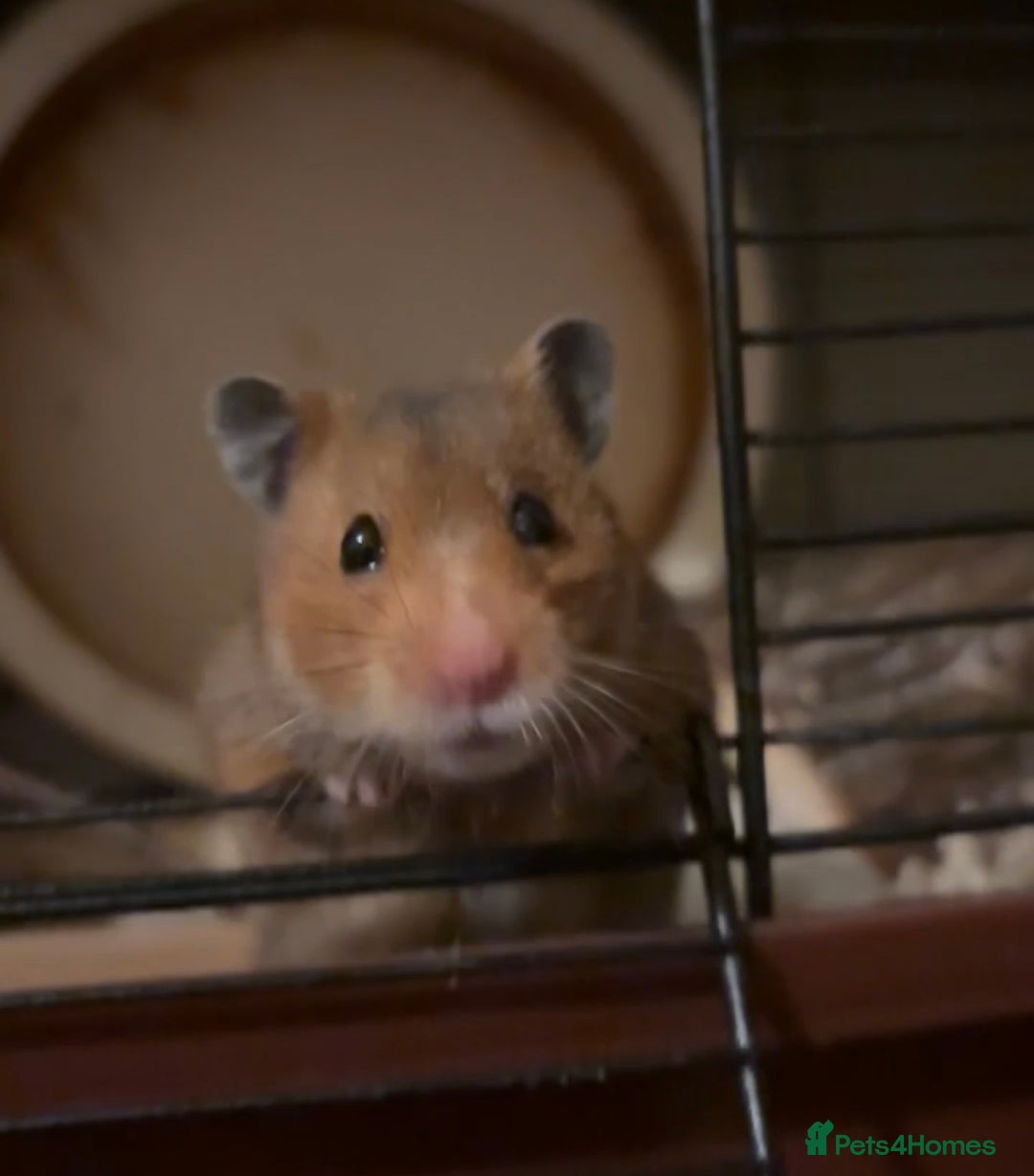 Hamster rodents for sale: Lilly - Advert 1