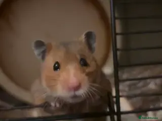 Hamster rodents Lilly - Advert 14