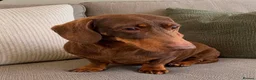 Miniature Dachshund dogs for stud: Chocolate and Tan miniature smooth Dachshund stud - Advert 2