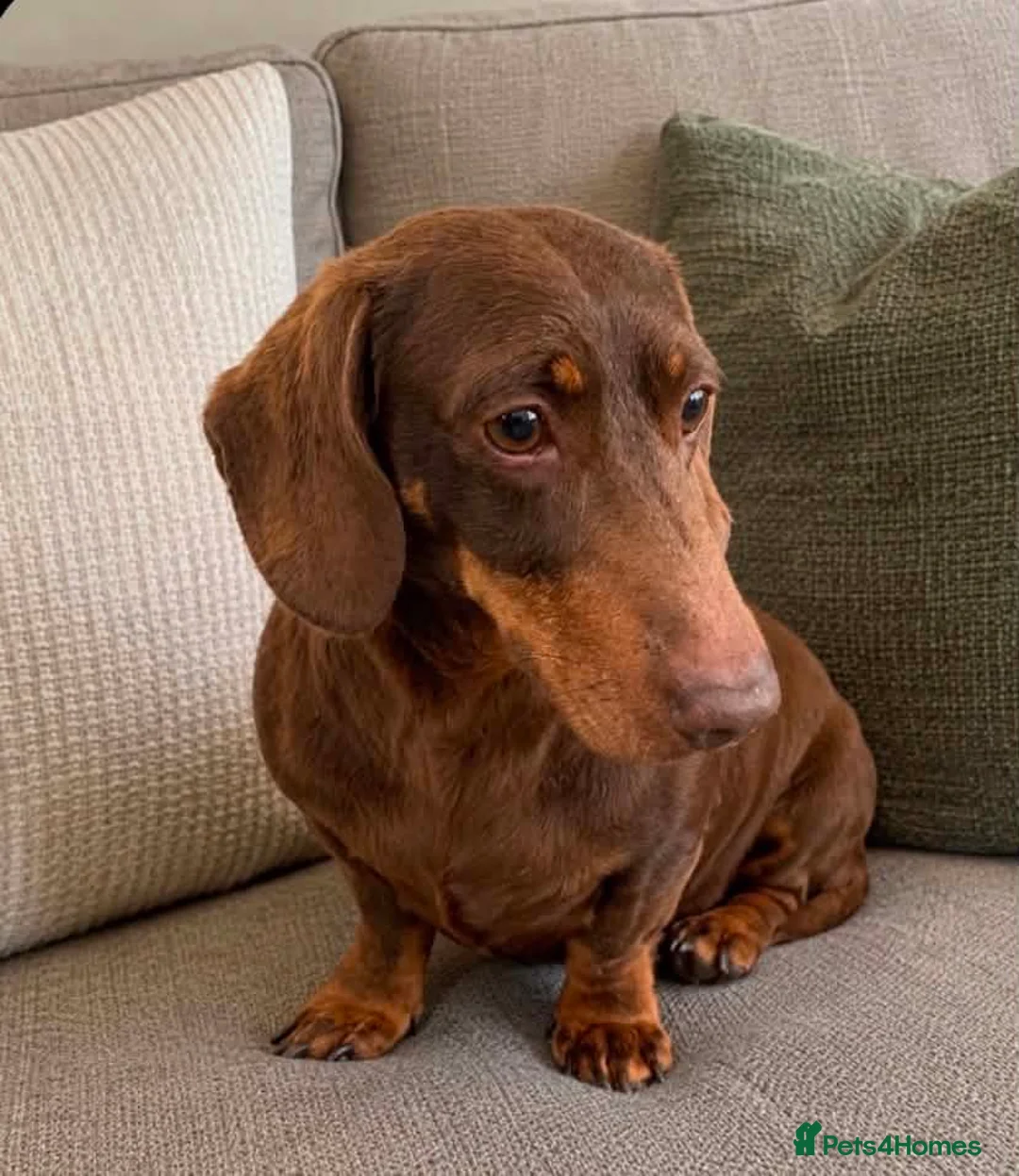 Miniature Dachshund dogs for stud: Chocolate and Tan miniature smooth Dachshund stud - Advert 2
