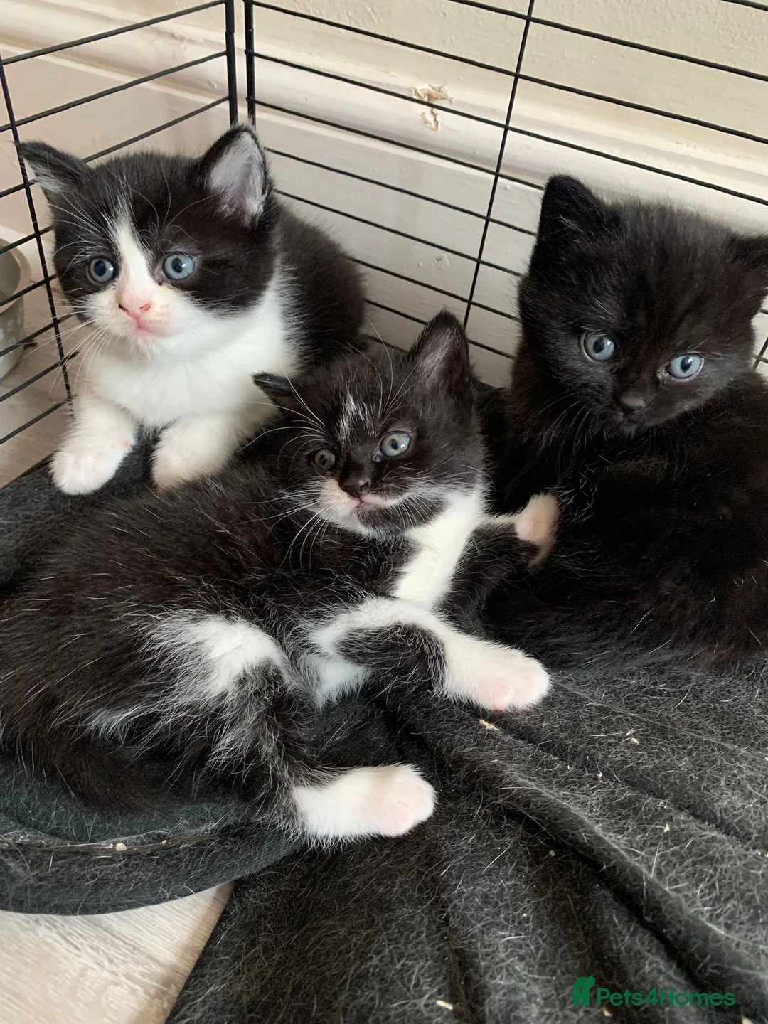 British Shorthair cats for sale: BSH X MAINECOON - Advert 2