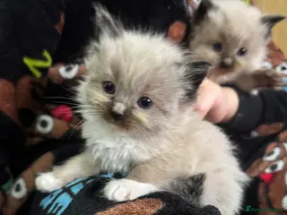 Ragdoll cats Ragdoll kittens - Advert 18