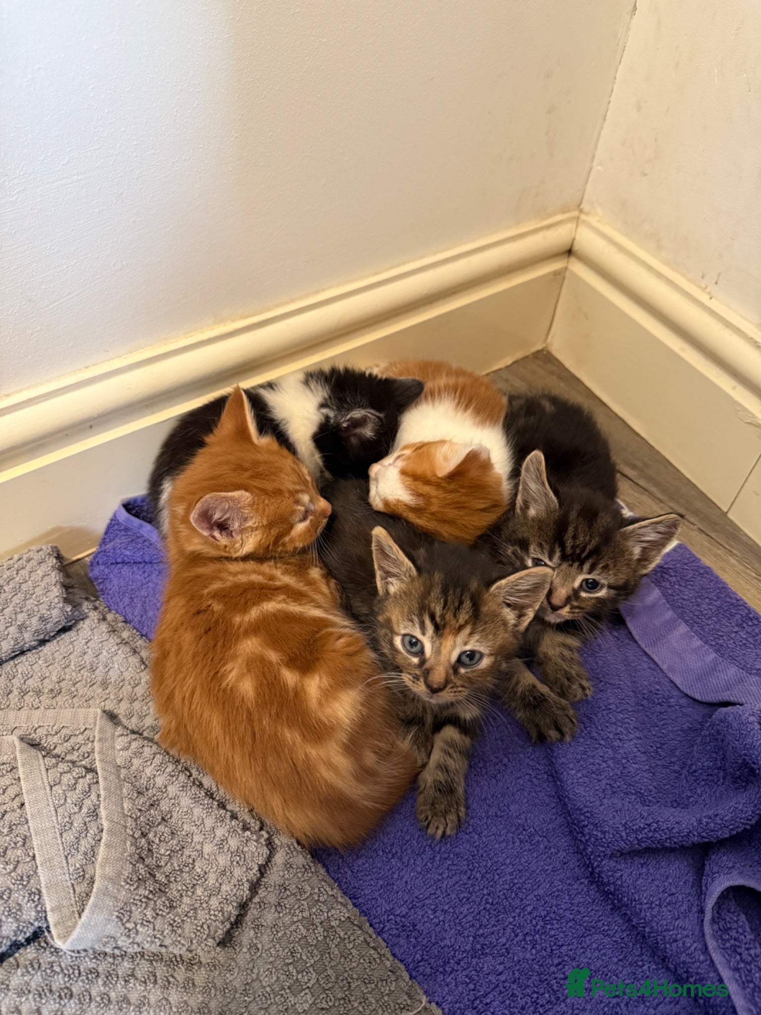Mixed Breed cats 5 Adorable Mixed Breed Kittens  - Advert 2