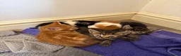 Mixed Breed cats for sale: 5 Adorable Mixed Breed Kittens  - Advert 1