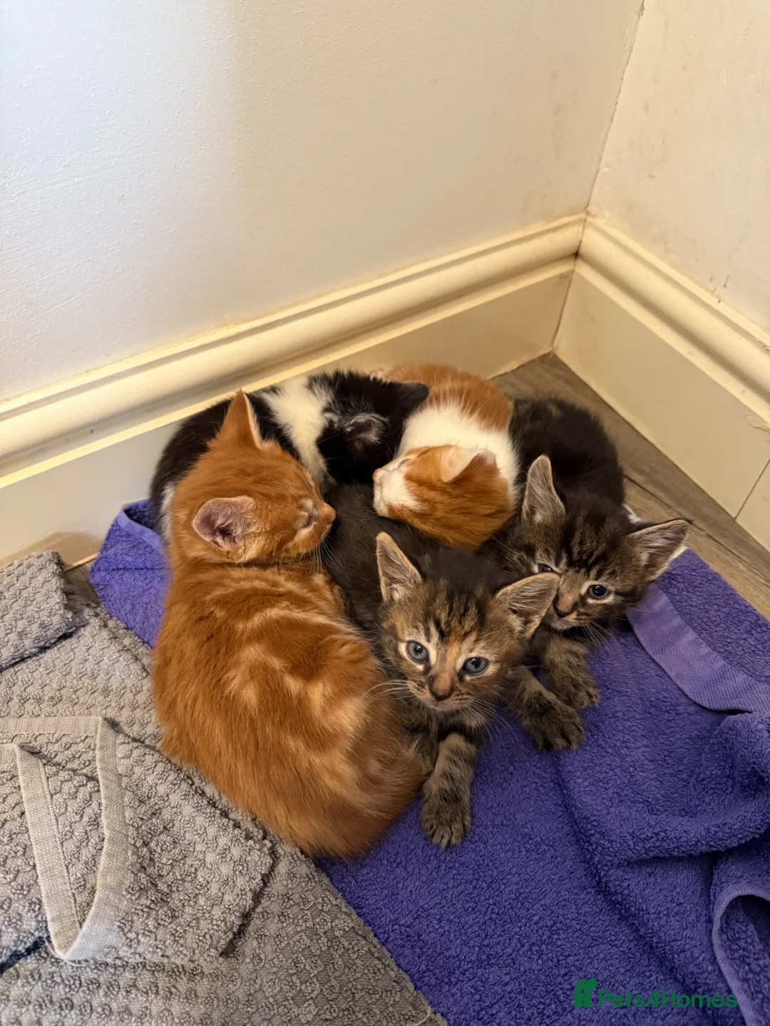 Mixed Breed cats for sale: 5 Adorable Mixed Breed Kittens  - Advert 1