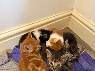 Mixed Breed cats 5 Adorable Mixed Breed Kittens - Advert 5