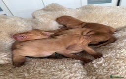 Hungarian Vizsla dogs for sale:  Adorable Vizsla Puppies for Sale🐶😍❤️ - Image 14