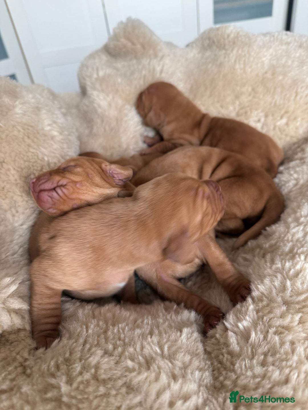 Hungarian Vizsla dogs for sale:  Adorable Vizsla Puppies for Sale🐶😍❤️ - Image 14