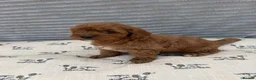 Cavapoo dogs for sale: Exceptional F1b Cavapoo Puppies, Health Tested | - Advert 5