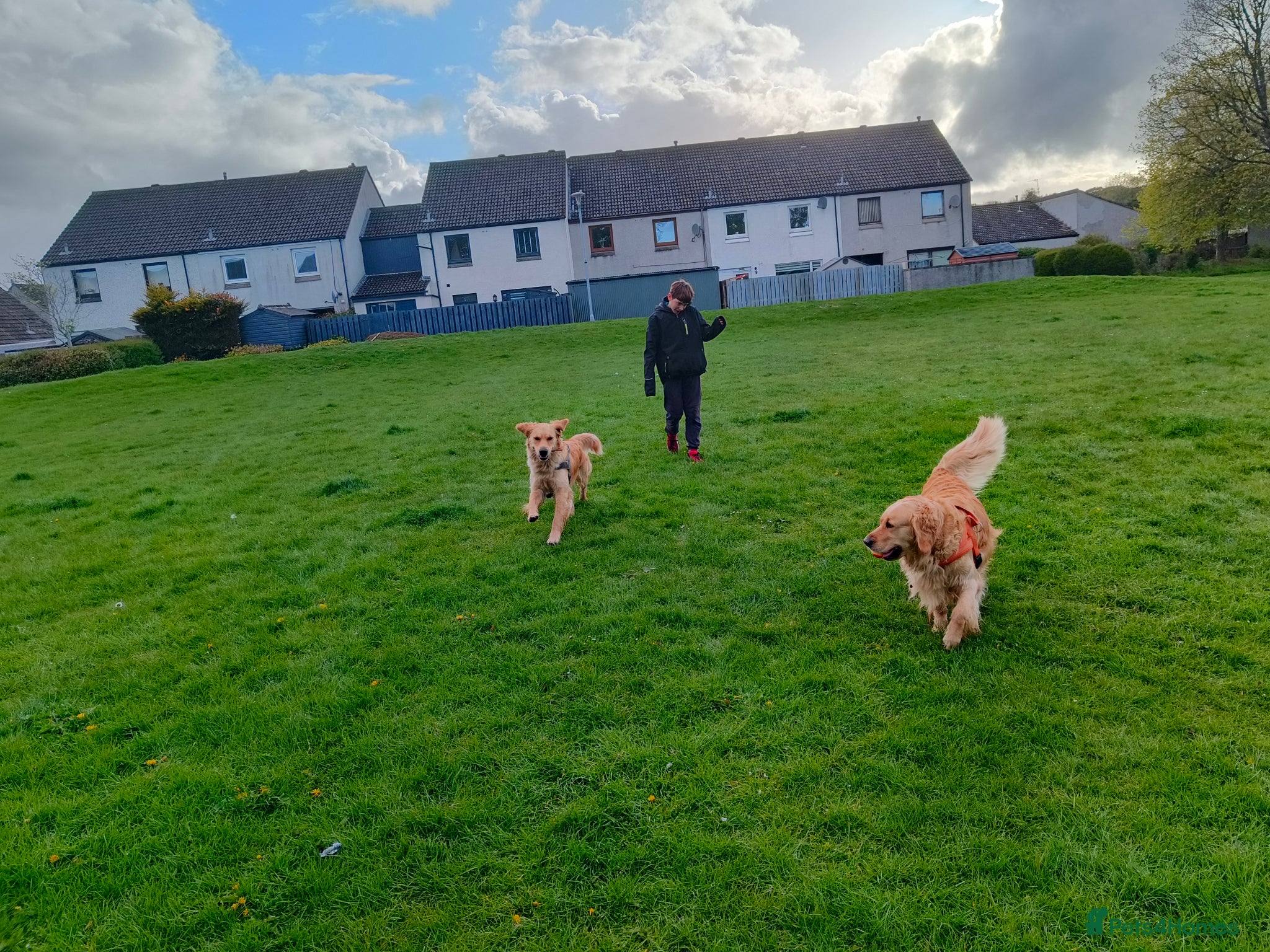 Golden Retriever dogs for sale: KC Registered 0/0 score Puppies 3 Females 2 Males - Advert 3